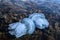 Jellyfish among algae in sea waters