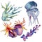 Jellyfish and aquatic underwater nature coral reef. Tropical plant sea isolated. Watercolor background illustration set.