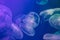 Jellyfish in the backlit aquarium. The inhabitants of the sea. Living creatures. Jellyfish movement