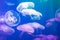 Jellyfish in the backlit aquarium. The inhabitants of the sea. Living creatures. Jellyfish movement