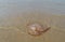 Jellyfish on beach