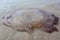 Jellyfish on the beach. Large jellyfish