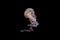 Jellyfish on black background - illuminated jellyfish,