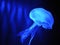 Jellyfish on blue background