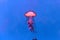 Jellyfish on blue background. Undersea marine life.