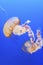 Jellyfish Chrysaora fuscescens or Pacific sea nettle in blue ocean water