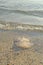 A jellyfish closeup on the beach in sunlight across the sea and sunrise sky. Marine animals