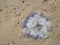 The jellyfish Cyanea lamarckii on the mudflat