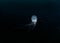 Jellyfish in the dark