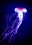 Jellyfish in deep blue sea