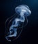 Jellyfish deep sea poisonous illustration realism on a background of dark water.