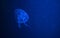 Jellyfish with different colors on dark blue background