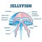 Jellyfish educational diagram vector illustration