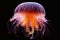 Jellyfish are fascinating creatures that belong to the phylum Cnidaria.