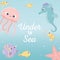 Jellyfish fishes seahorse starfish life cartoon under the sea