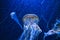 jellyfish floating in aquarium isolated shown. long tentacles. Marine animal