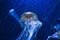 jellyfish floating in aquarium isolated shown. long tentacles. Marine animal