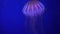 Jellyfish Floating in Aquarium, Jellyfishes Swimming, Medusa, Aquatic Animals