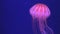 Jellyfish Floating in Aquarium, Jellyfishes Swimming, Medusa, Aquatic Animals