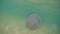 Jellyfish floating in the Black Sea