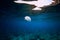 Jellyfish glides in transparent ocean underwater