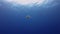 Jellyfish. Graceful Jelly Fish Swimming. Marine Invertebrate In Calm Blue Sunlit Sea