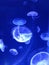 Jellyfish Group in Deep Blue Water