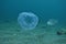 Jellyfish hovering above sandy bottom