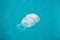 Jellyfish in the Ionian Sea in West Greece