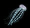 Jellyfish isolated on black background