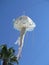 Jellyfish lanterns