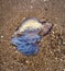 Jellyfish. A large poisonous Black Sea purple jellyfish with tentacles was washed ashore by a storm