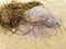 A jellyfish lying under seaweed on golden beach sand.