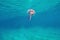 Jellyfish mauve stinger Pelagia Mediterranean sea