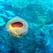 Jellyfish Medusa Fried Egg