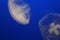 Jellyfish, medusas captured underwater against a blue background