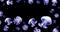 Jellyfish meduse white space for text animal background black underwater marine wildlife