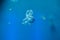 Jellyfish Medusozoa. Sea jellies in the Water