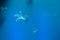 Jellyfish Medusozoa. Sea jellies in the Water