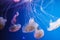Jellyfish Milk sea nettle Chrysaora Lactea