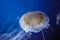 Jellyfish Milk sea nettle Chrysaora Lactea