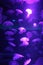 Jellyfish moon background bio-luminescent bio fluorescent under blue lights, Moon Jellyfish variety swims underwater aquarium