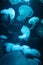 Jellyfish moon background bio-luminescent bio fluorescent under blue lights, Moon Jellyfish variety swims underwater aquarium