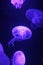 Jellyfish moon background bio-luminescent bio fluorescent under blue lights, Moon Jellyfish variety swims underwater aquarium