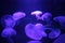Jellyfish moon background bio-luminescent bio fluorescent under blue lights, Moon Jellyfish variety swims underwater aquarium