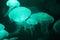 Jellyfish moon bio-luminescent bio fluorescent under blue lights, Moon Jellyfish variety swims underwater aquarium Aurelia Aurit