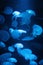 Jellyfish moon bio-luminescent bio fluorescent under blue lights, Moon Jellyfish variety swims underwater aquarium Aurelia Aurit