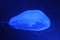 Jellyfish moon bio-luminescent bio fluorescent under blue lights, Moon Jellyfish variety swims underwater aquarium Aurelia Aurit