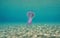 Jellyfish Pelagia noctiluca underwater sea Spain