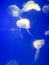 Jellyfish photographed in the aquarium
